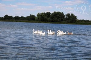 Cazare-Delta-Dunarii-Cazare-Romania-DescoperimRomania-13-300x200 Cazare Delta Dunarii - Cazare Romania - DescoperimRomania (13)