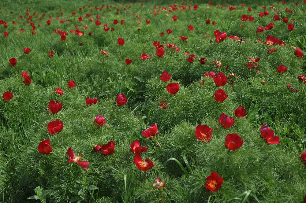 Valea-Mureșului_Rezervatia-de-bujori