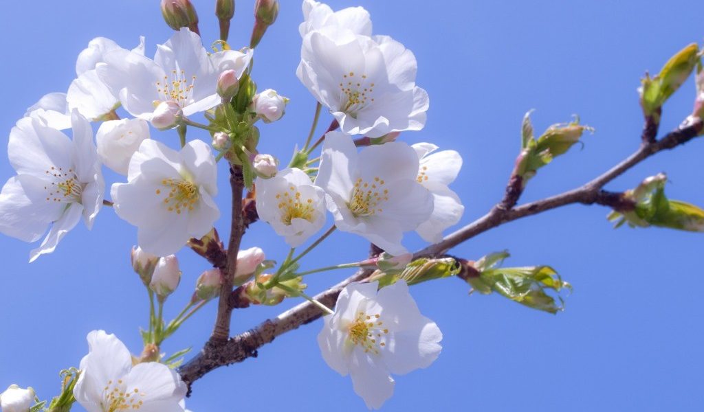 Traditii si obiceiuri de Florii