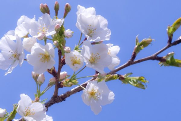 Traditii si obiceiuri de Florii