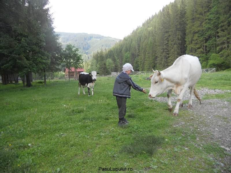 Cabana Pasu Lupului din Broșteni