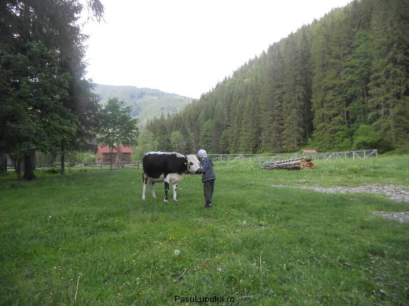 Cabana Pasu Lupului din Broșteni