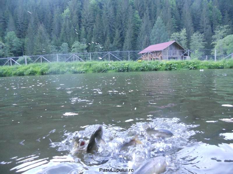 Cabana Pasu Lupului din Broșteni