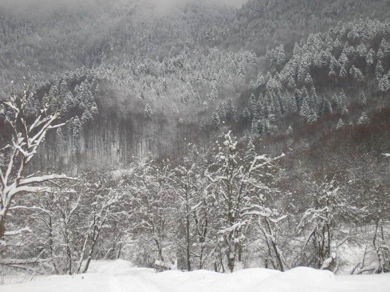 Cabana Verde Crud din Râșnov