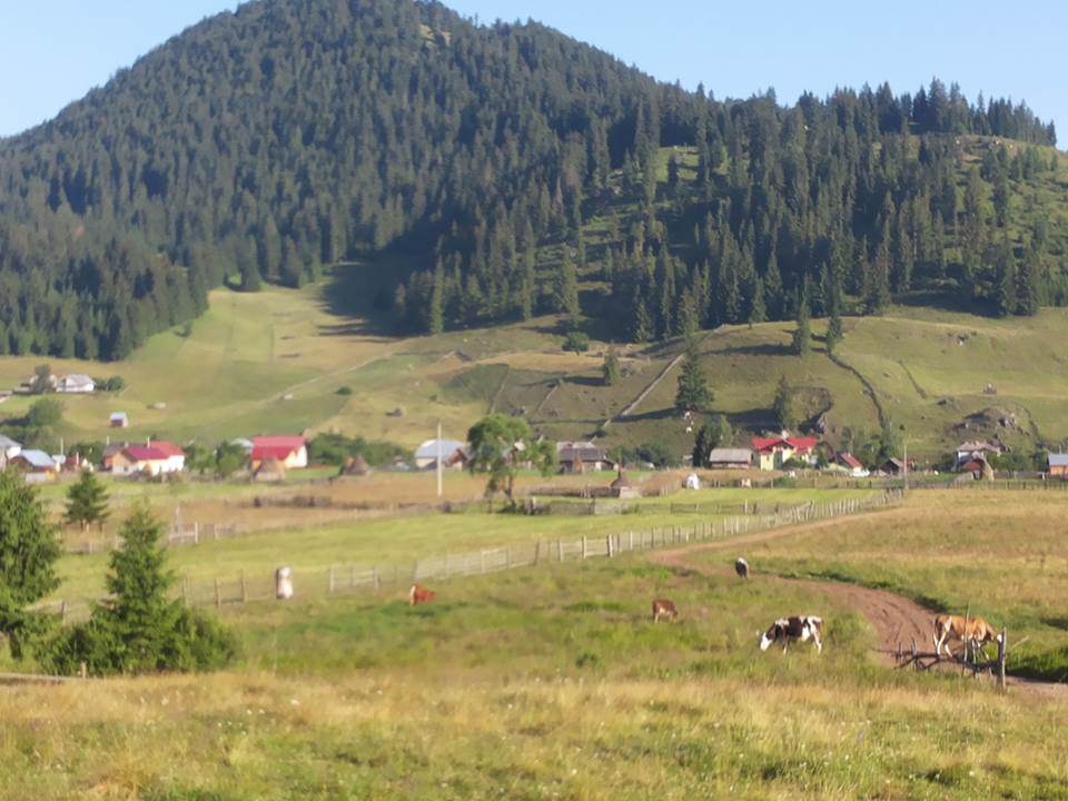 Pensiunea Casa Carmen din Dorna Arini