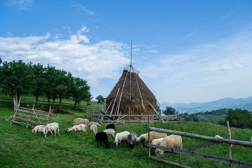 Vila Eli din Măgura