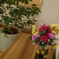 Apartament Havana din Sibiu