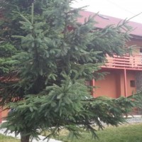 Pensiunea Denisa & Mădălina din Beliș