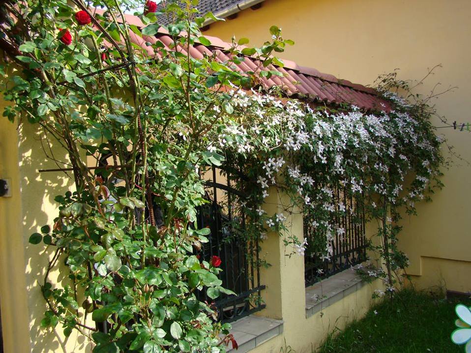 Pensiunea Magnolia din Sibiu