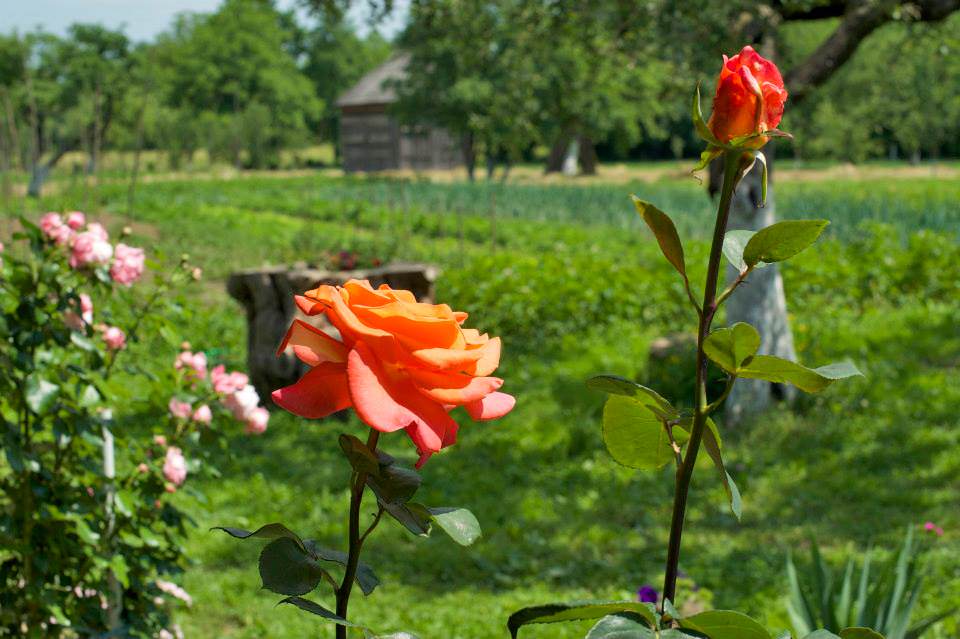 Pensiunea agroturistică La Vasile la Cazan din Mara