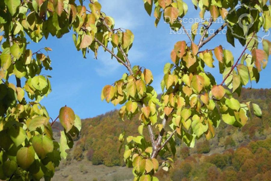 Cazare la Pensiunea Casa Altfel din Malaia - Oltenia