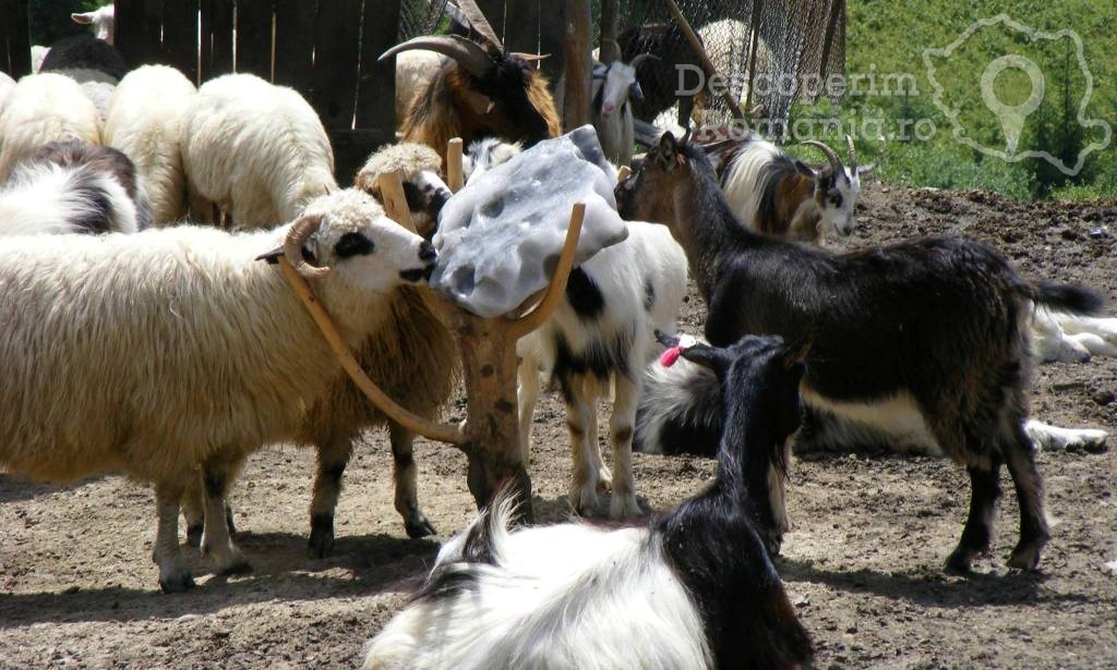 Pensiunea Bradet din Broşteni - Suceava - Bucovina