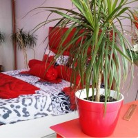 David Studio Accommodation din Bucuresti