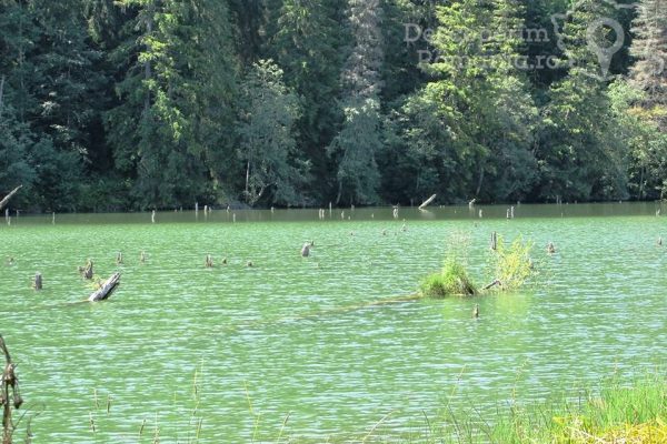 Lacul Roșu - plimbare printre rățuște