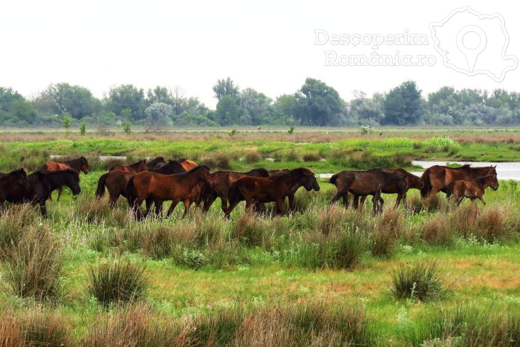 Padurea-Letea-si-caii-liberi Muzeul orașului Oradea (MoO) - Comoara Culturală a României