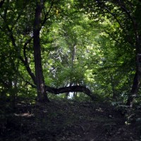 Pădurea Baciu – poarta către altă lume