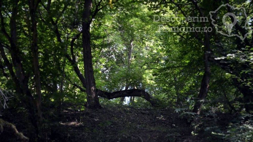 Pădurea Baciu – poarta către altă lume