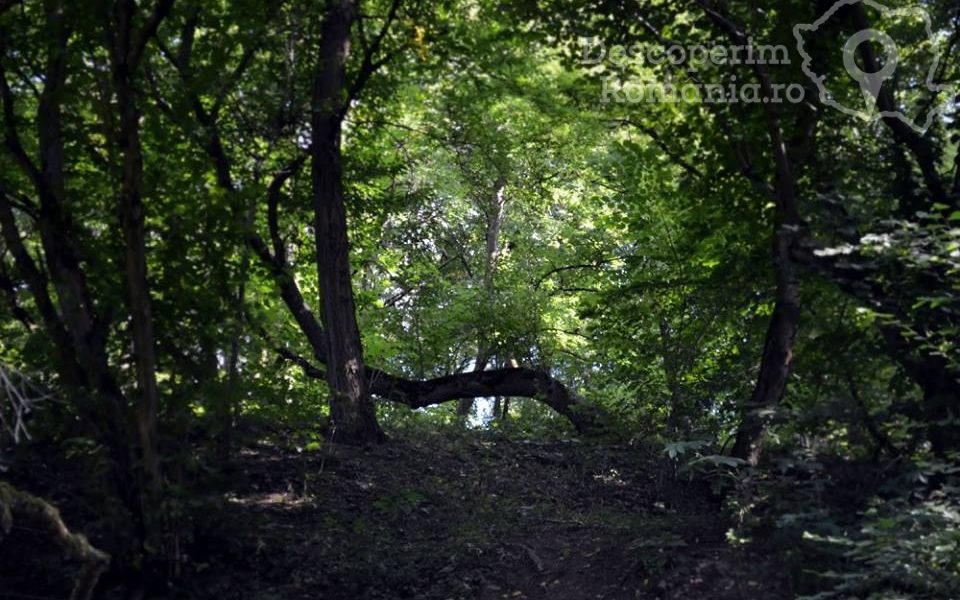 Pădurea Baciu – poarta către altă lume