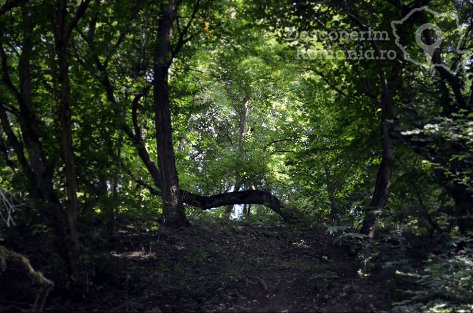 Pădurea Baciu – poarta către altă lume