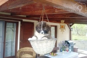 Cazare-la-Pensiunea-Dorel-Codoban-din-Lazuri-Bihor-Muntii-Apuseni-DescoperimRomania-10-300x200 cazare-la-pensiunea-dorel-codoban-din-lazuri-bihor-muntii-apuseni-descoperimromania-10