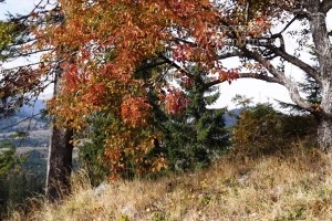Cazare-la-Pensiunea-Popasul-Transilvania-din-Piatra-Fantanele-Transilvania-Bistrita-Nasaud-DescoperimRomania-23-min-300x200 cazare-la-pensiunea-popasul-transilvania-din-piatra-fantanele-transilvania-bistrita-nasaud-descoperimromania-23-min