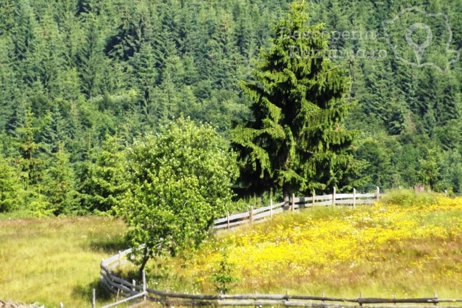 Pensiunea Popasul Transilvania din Piatra Fantanele