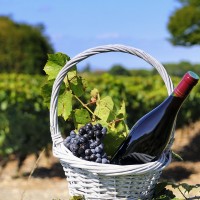 Turismul viticol românesc începe să își scrie povestea