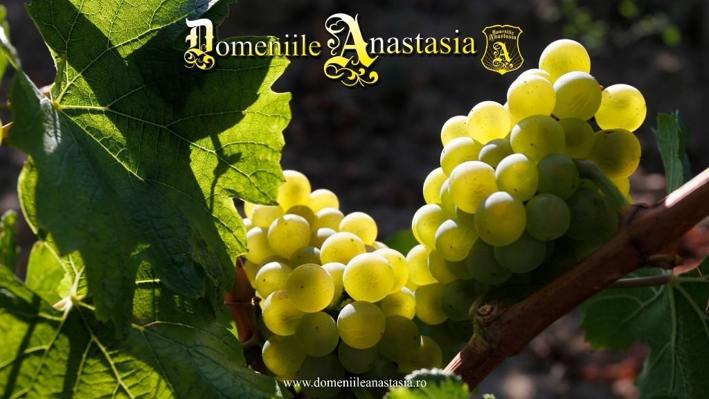 Turismul viticol românesc începe să își scrie povestea - Domeniile Anastasia