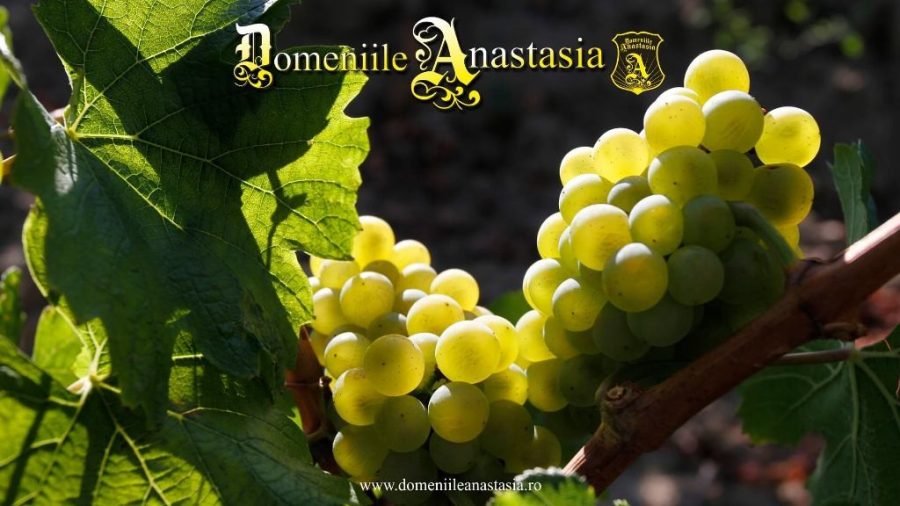 Turismul-viticol-românesc-începe-să-își-scrie-povestea-Domeniile-Anastasia-900x506 Turismul viticol românesc începe să își scrie povestea - Domeniile Anastasia