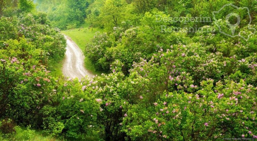 Sărbătoarea-liliacului-de-la-Ponoarele-și-parfumul-iubirii-2-900x493 Sărbătoarea liliacului de la Ponoarele și parfumul iubirii 2