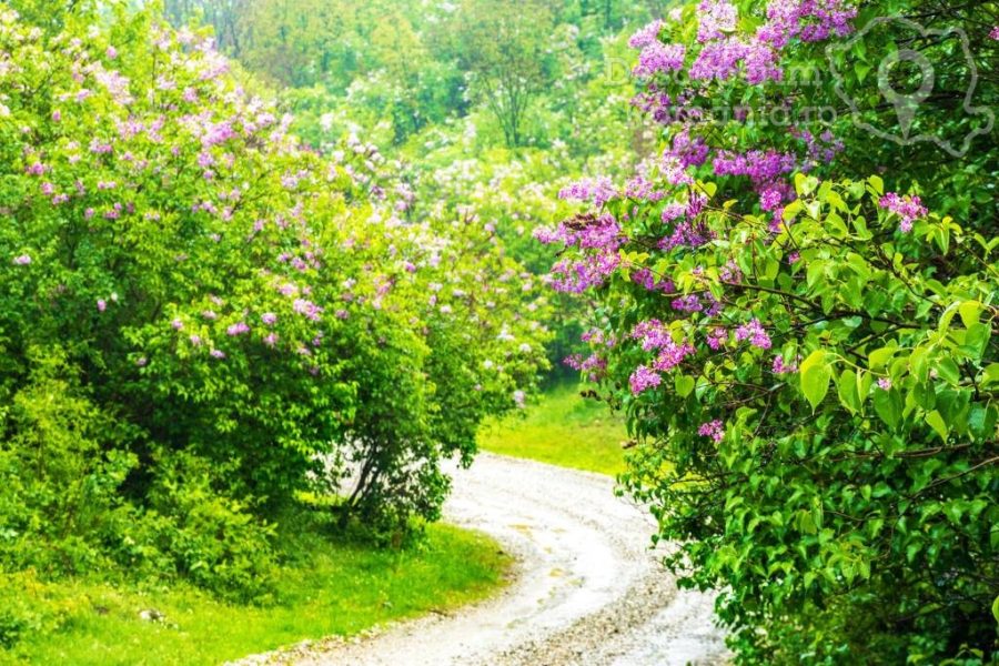 Sărbătoarea-liliacului-de-la-Ponoarele-și-parfumul-iubirii-900x600 Sărbătoarea liliacului de la Ponoarele și parfumul iubirii