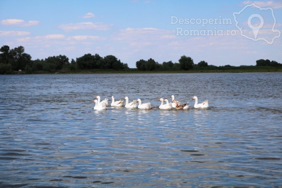 Casa-de-vacanta-Grig-Mila-23-Tulcea-Delta-Dunarii-DescoperimRomania-80-900x600 Casa de vacanta Grig - Mila 23 - Tulcea - Delta Dunarii - DescoperimRomania (80)