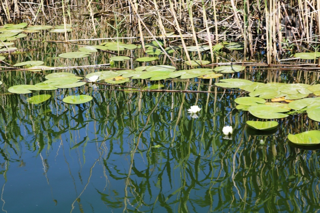 Cazare la Delta Nature Resort din Somova - Delta Dunarii - Tulcea - DescoperimRomania.ro