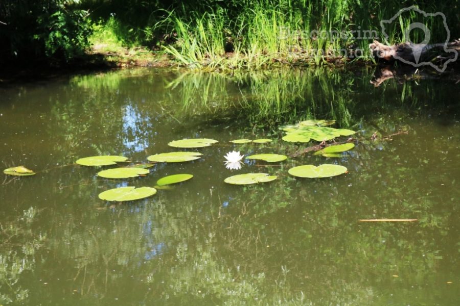 Cazare-la-Delta-Nature-Resort-din-Somova-Delta-Dunarii-Tulcea-DescoperimRomania-149-900x600 Cazare la Delta Nature Resort din Somova - Delta Dunarii - Tulcea - DescoperimRomania (149)