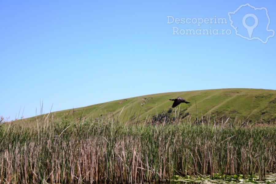 Cazare-la-Delta-Nature-Resort-din-Somova-Delta-Dunarii-Tulcea-DescoperimRomania-152-900x600 Cazare la Delta Nature Resort din Somova - Delta Dunarii - Tulcea - DescoperimRomania (152)