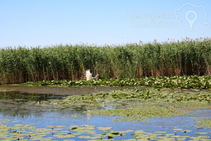 Cazare-la-Delta-Nature-Resort-din-Somova-Delta-Dunarii-Tulcea-DescoperimRomania-157-900x600 Cazare la Delta Nature Resort din Somova - Delta Dunarii - Tulcea - DescoperimRomania (157)
