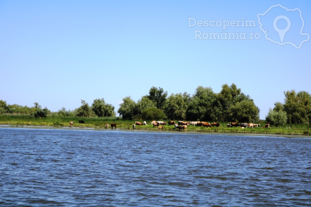 Cazare la Pensiunea Nufarul Galben - Mila 23 - Tulcea - Delta Dunarii - DescoperimRomania.ro