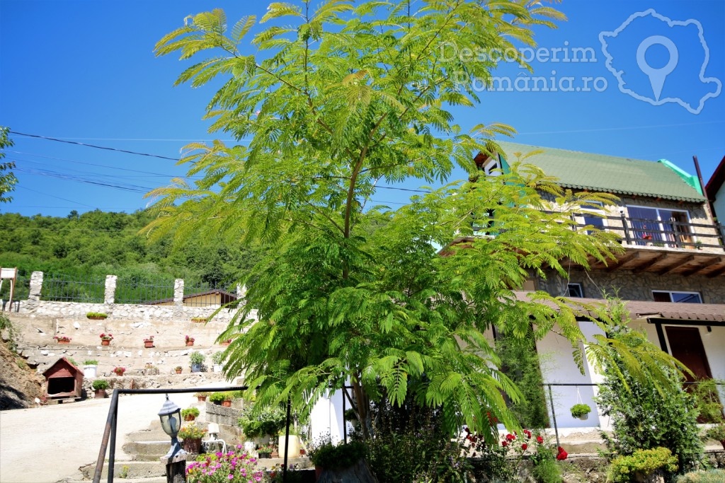 Casa de vacanta Timisoreanu