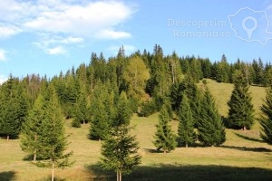 Cazare-la-Casa-Lus-din-Panaci-Vatra-Dornei-Bucovina-DescoperimRomania-41-300x200 Cazare la Casa Lus din Panaci - Vatra Dornei - Bucovina - DescoperimRomania (41)