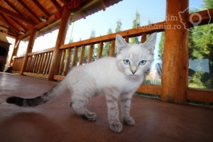 Cazare-la-Conacul-Domnitei-din-Polovragi-Oltenia-DescoperimRomania-87-300x200 Cazare la Conacul Domnitei din Polovragi - Oltenia - DescoperimRomania (87)