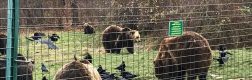 Sanctuarul urșilor bruni – Libearty 2