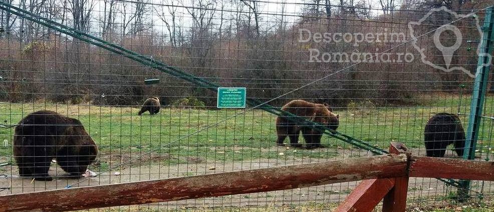 Sanctuarul urșilor bruni - Libearty