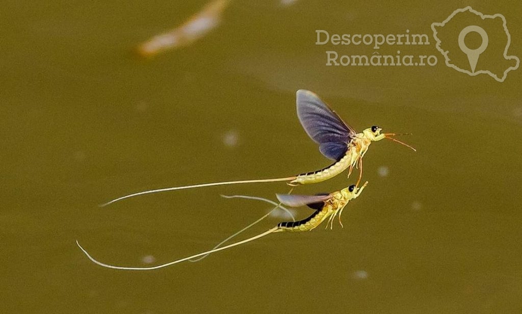 Povestea-efemeridelor-viață-pentru-moarte-DescoperimRomania-2-1024x617 Povestea efemeridelor - viață pentru moarte