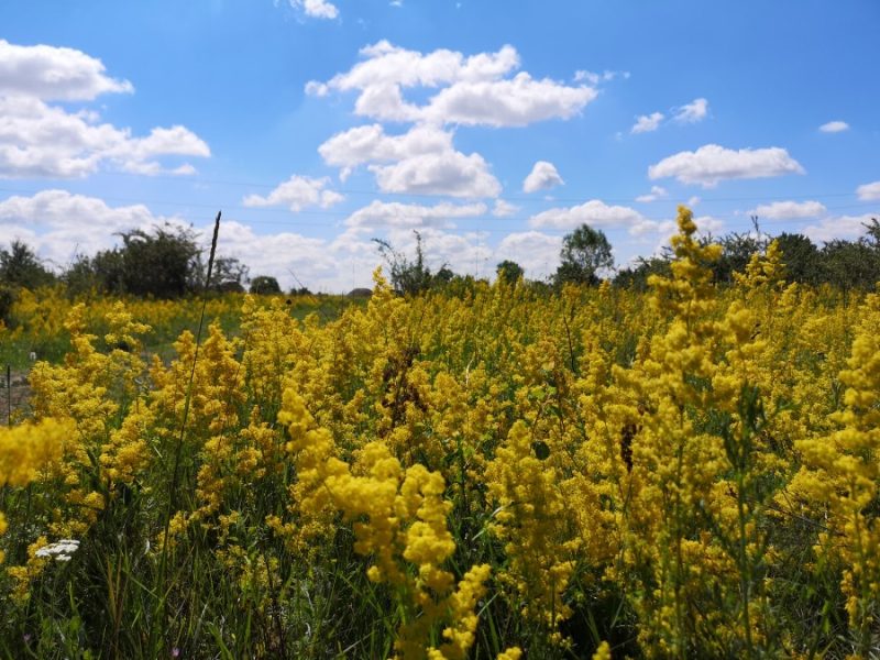 Ielele-si-Sanzienele-flori-superstitii-si-iubire-DescoperimRomania-2-800x600 Ielele și Sânzienele - flori, superstiții și iubire