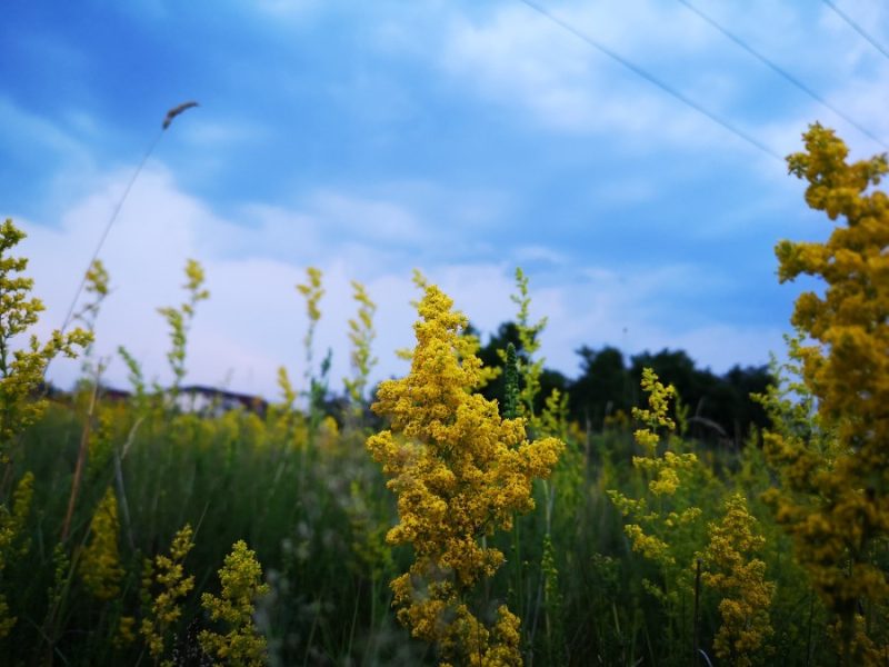 Ielele-si-Sanzienele-flori-superstitii-si-iubire-DescoperimRomania-4-800x600 Ielele și Sânzienele - flori, superstiții și iubire