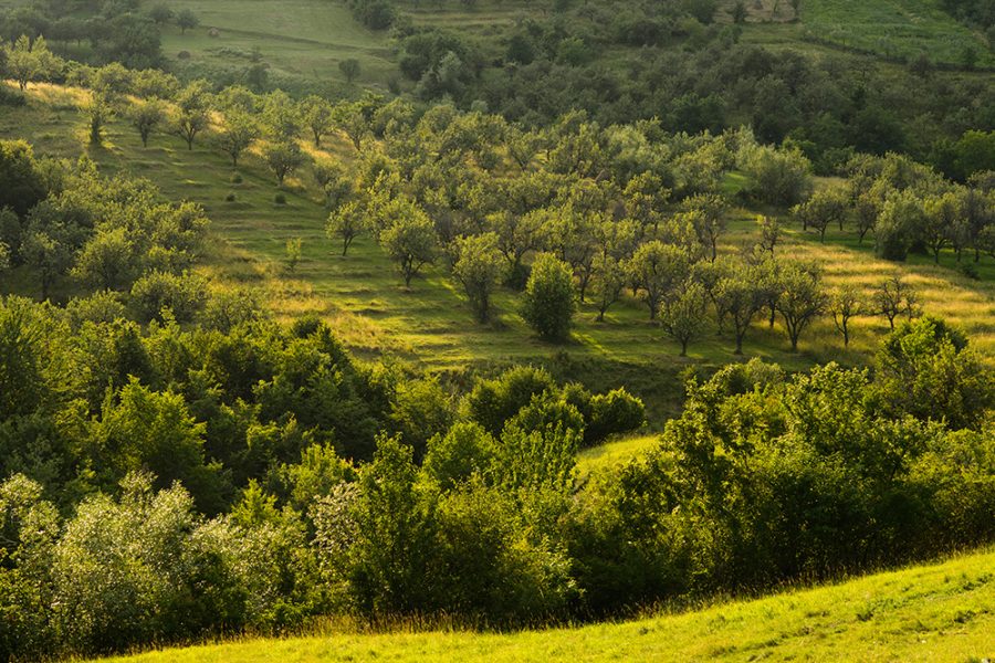 Cazare Dumbrava Roșie - www.DescoperimRomania.ro